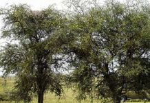 ¿Dónde está el leopardo que se oculta en este árbol?