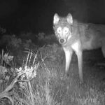 estados unidos, colorado, lobos, animales,