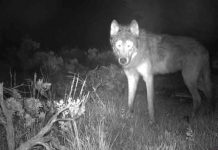 Por primera vez en 80 años nacen lobos grises en Colorado, EEUU estados unidos, colorado, lobos, animales,