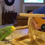 Un loro canta rock clásico y cosecha millones de visualizaciones en YouTube ciencia, loro, canto, rock,