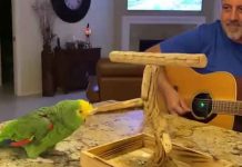 ciencia, loro, canto, rock,