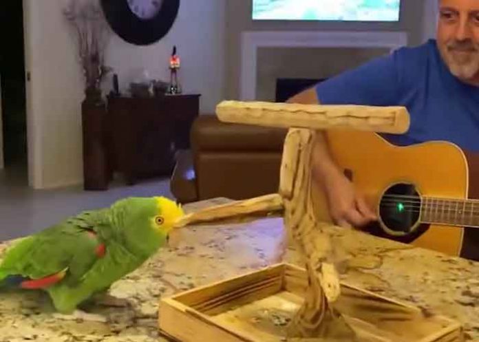 ciencia, loro, canto, rock,