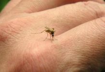 El Salvador reduce alerta por zika, dengue y chikungunya