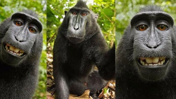 macaco-selfie-portada
