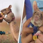 Magawa, la rata detectora de bombas, deja su trabajo tras cinco años camboya, magawa, rata, animales,