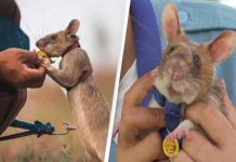 camboya, magawa, rata, animales,