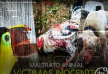 Maltrato animal a la vista