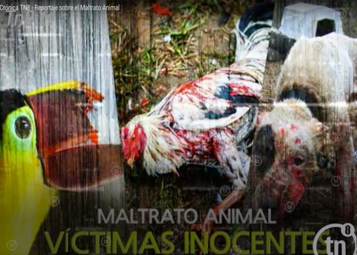 maltrato1