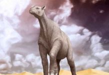 El mamífero terrestre más grande que jamás haya existido gigantesco, mamífero, más grande , cráneo,