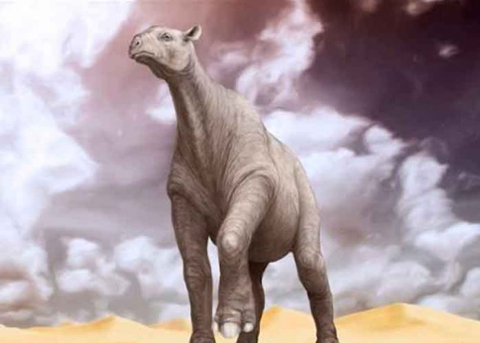 gigantesco, mamífero, más grande , cráneo,