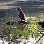 Mapache se monta en un caimán para salvarse de niño caiman