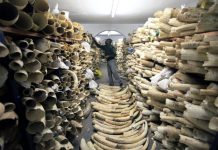 África, dividida por el comercio de marfil
