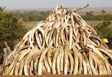 Kenia se prepara para «quemar» toneladas de marfil