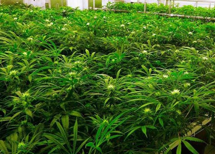 marihuana-1