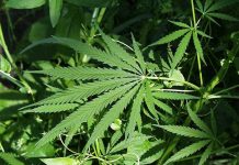 Mexicanos reciben sentencia por cultivar marihuana en Colorado