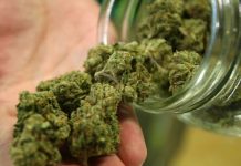 Marihuana tiene potencial de curar mal de Alzheimer