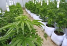 México podría comercializar marihuana medicinal