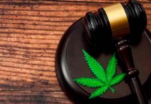 mexico, marihuana, sociedad, drogas,
