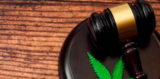 mexico, marihuana, sociedad, drogas,