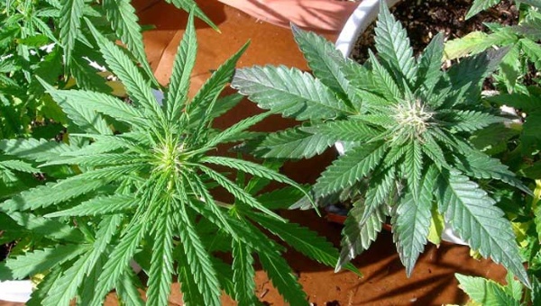marihuana_1718483346