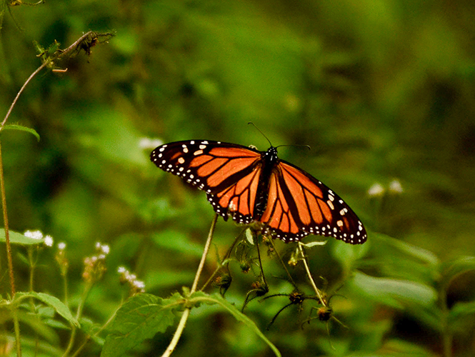 mariposa