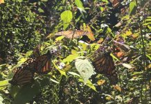 california, mariposas monarca, algodoncillo,