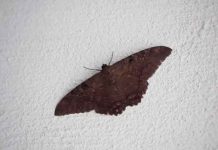 ciencia, mariposa negra, mitos, creencias,