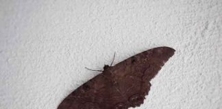 ciencia, mariposa negra, mitos, creencias,