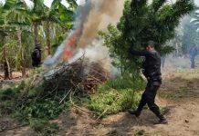 Erradican 68 mil matas de marihuana en Guatemala