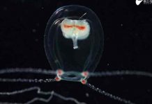 Identifican nueva especie de medusa en Enoshima, Japón japon, medusa, nueva especie, descubrimiento,