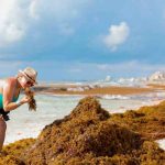 Alarma en playas de Quintana Roo por llegada de espesa marea de algas mexico, playas, quintana roo, alarma, llegada, algas marina,