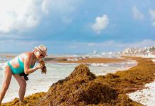 Alarma en playas de Quintana Roo por llegada de espesa marea de algas mexico, playas, quintana roo, alarma, llegada, algas marina,