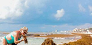 mexico, playas, quintana roo, alarma, llegada, algas marina,