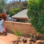 ¡Qué adrenalina! Adolescente se enfrenta a un oso para salvar a sus perros estados unidos, utah, video, oso, perros, viral, hailey,