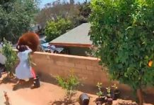 estados unidos, utah, video, oso, perros, viral, hailey,