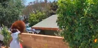 estados unidos, utah, video, oso, perros, viral, hailey,