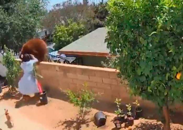 estados unidos, utah, video, oso, perros, viral, hailey,