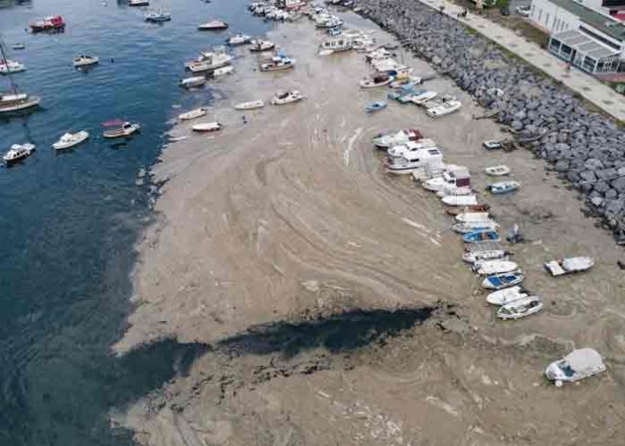 turquia, estambul, moco marino, contaminacion,