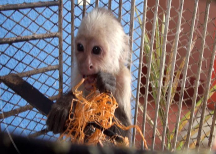 monito1
