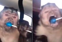 Fallece el mono George, estrella de TikTok y stickers de WhatsApp mono, viral, tendencia, deceso, tiktok, mono george,