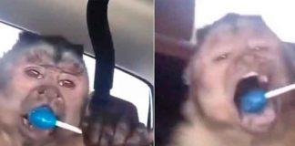 mono, viral, tendencia, deceso, tiktok, mono george,