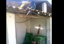 Mono ‘borracho’ siembra el pánico con un cuchillo