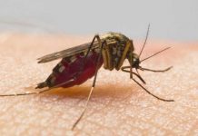 Aparece primer caso del zika en Puerto Rico