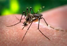 Chile: Confirman primer caso de dengue