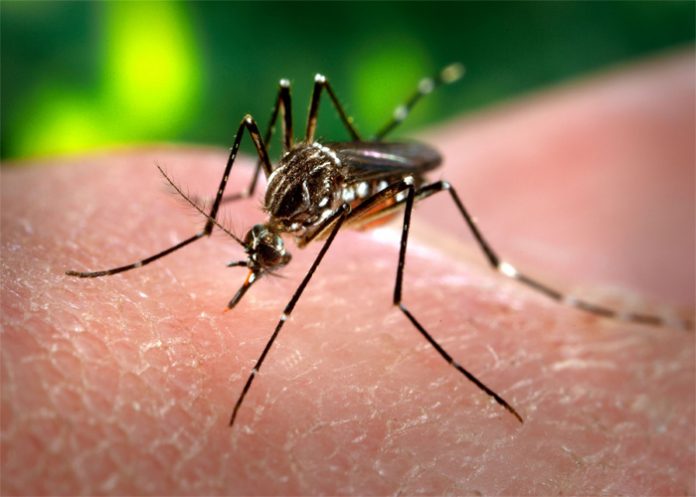 mosquita