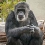 estados unidos, fallecimiento, cobby, chimpance,