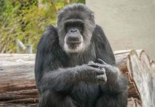 Muere Cobby, el chimpancé más viejo en zoo de San Francisco, EEUU estados unidos, fallecimiento, cobby, chimpance,
