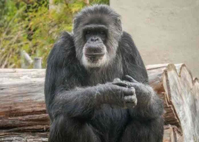 estados unidos, fallecimiento, cobby, chimpance,