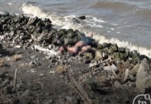 Encuentran cuerpo de una persona flotando en las orillas del lago de Managua