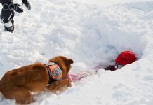 Mueren 5 personas en una avalancha en Canadá